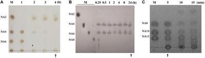 Amelioration of Androgenetic Alopecia by Algal Oligosaccharides Prepared by Deep-Sea Bacterium Biodegradation